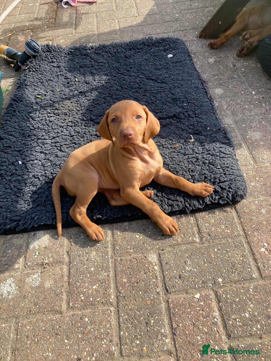 Hungarian Vizsla dogs for sale: Smooth haired Hungarian Vizsla puppies  - Image 2