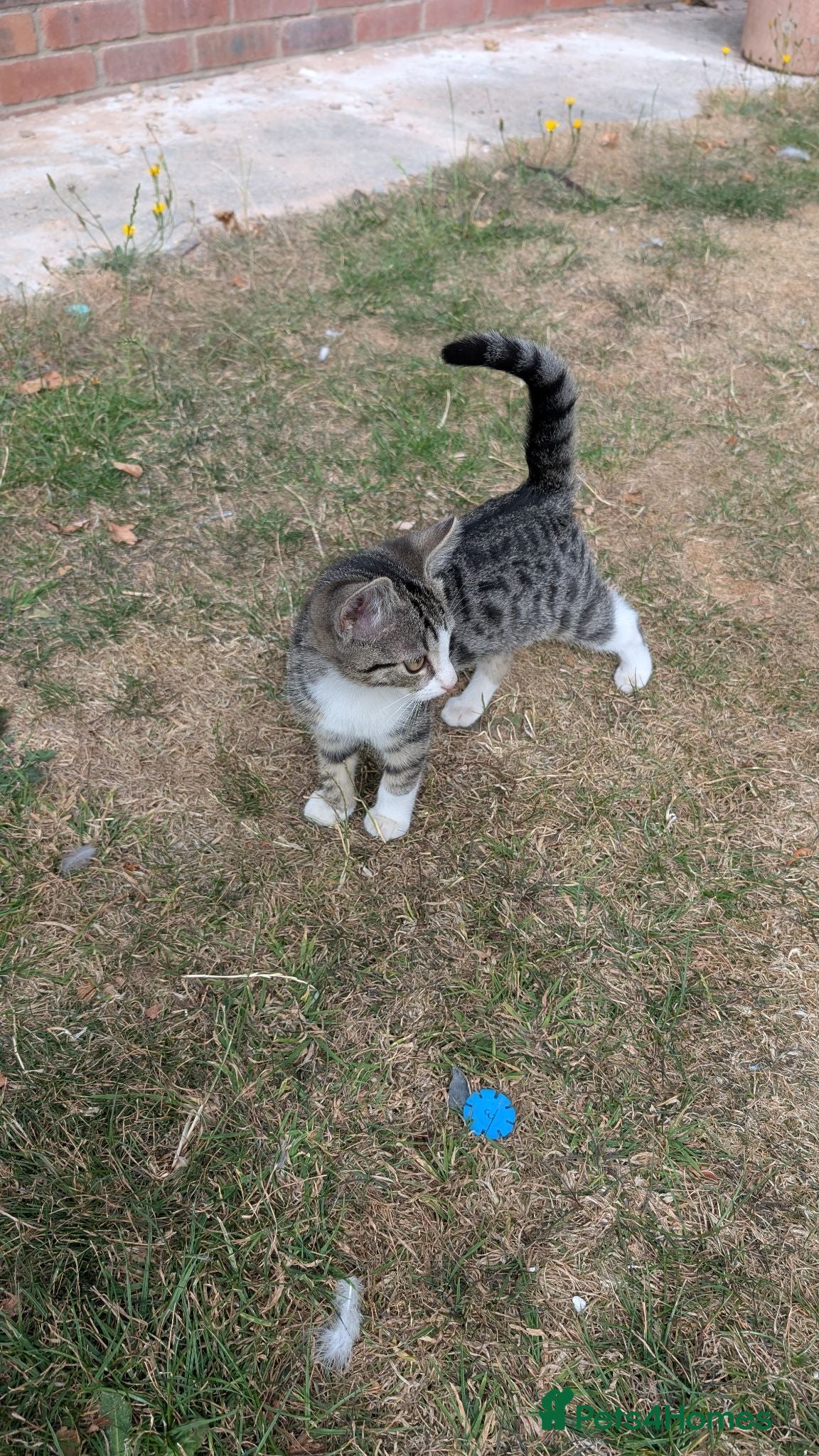 Mixed Breed cats Mixed-breed kittens looking for loving homes - Advert 2
