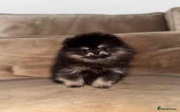 Pomeranian dogs for sale: Tiny Teddy Pomeranian  - Advert 2