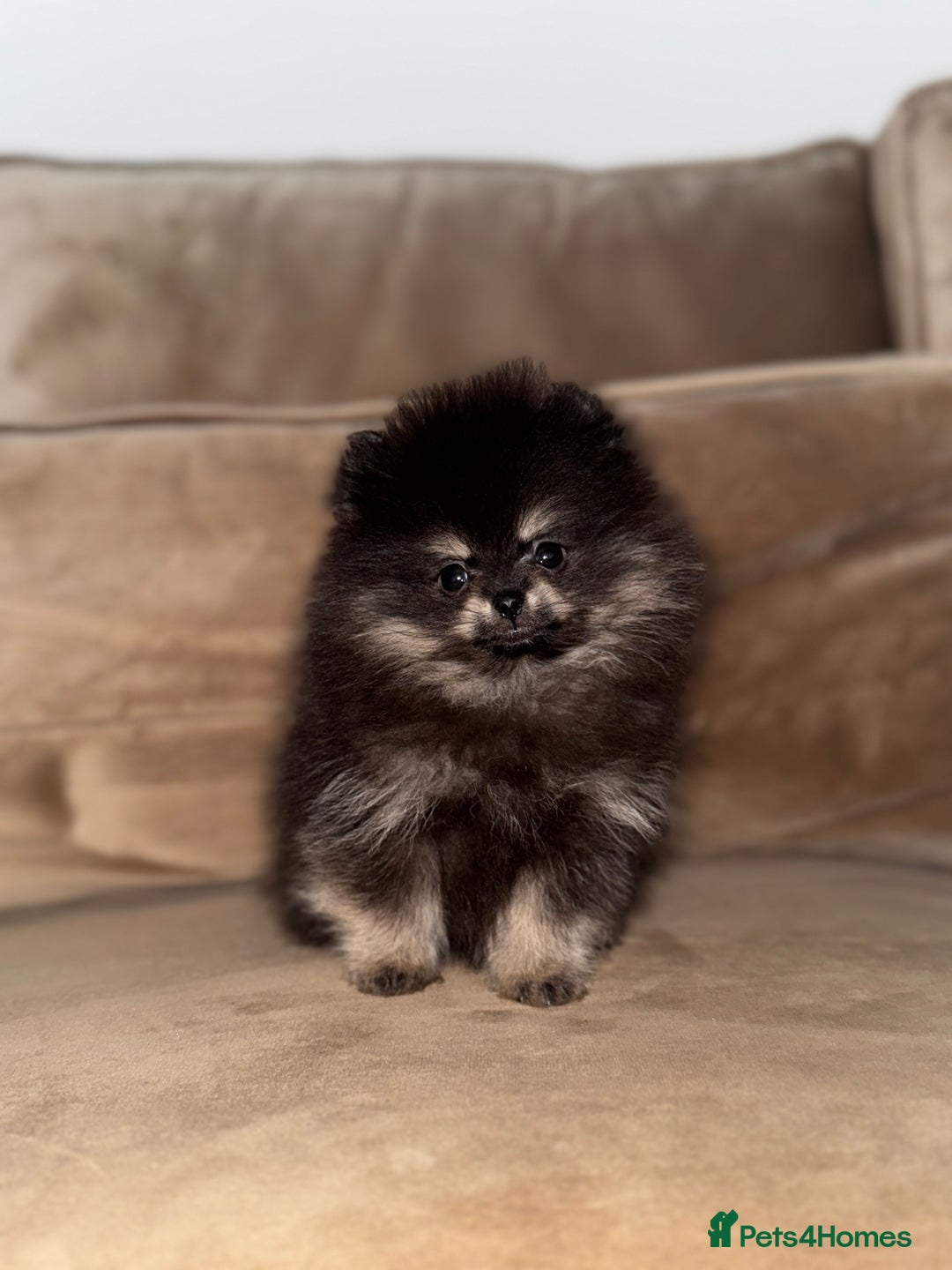 Pomeranian dogs for sale: Tiny Teddy Pomeranian  - Advert 2