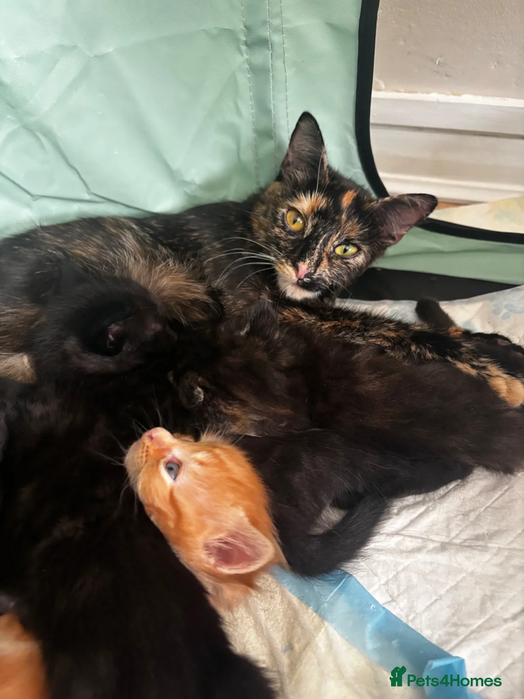 Mixed Breed cats for sale: Mixed Breed Kittens x5 - Advert 15