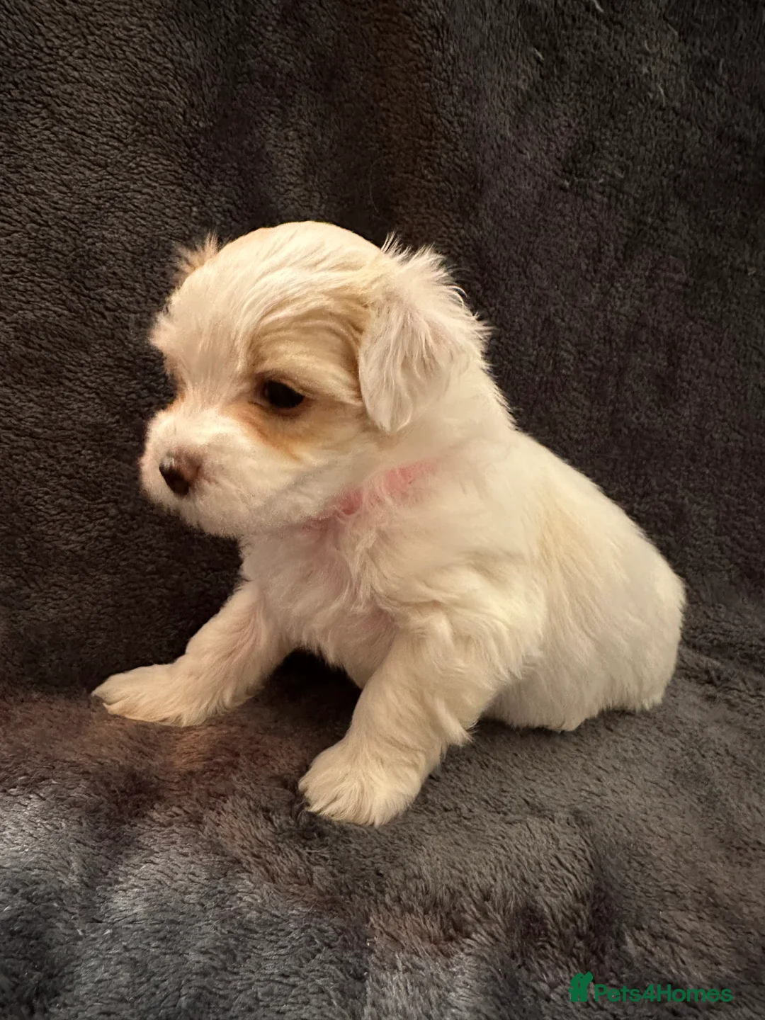 Bichon Frise dogs for sale: Adorable Bichon Frise Puppies - Advert 13