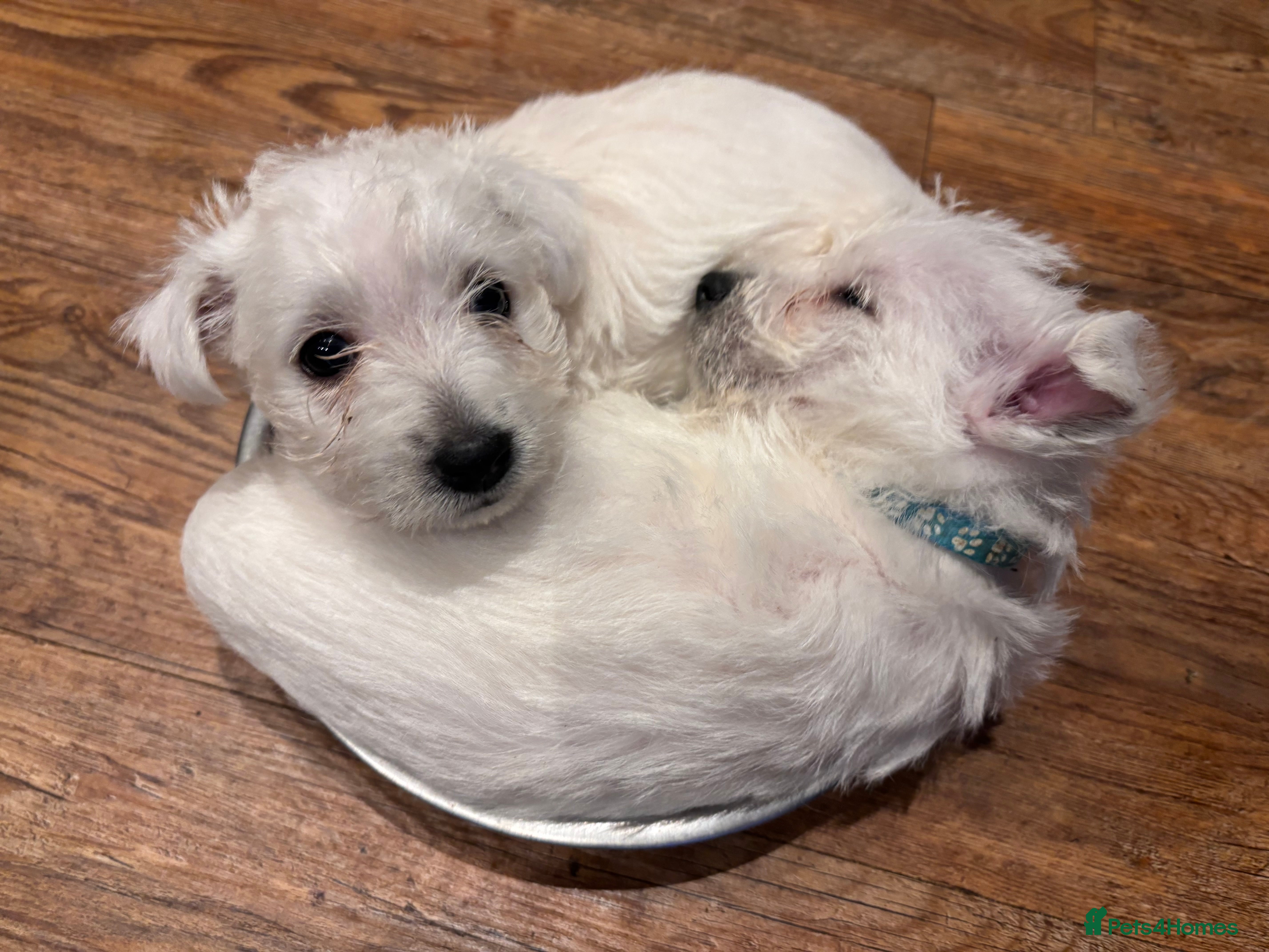 West Highland Terrier dogs Adorable westie - Advert 3