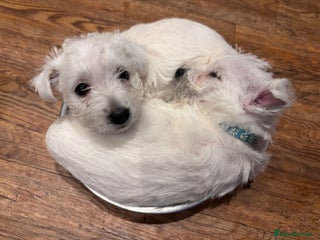 West Highland Terrier dogs Adorable westie - Advert 16