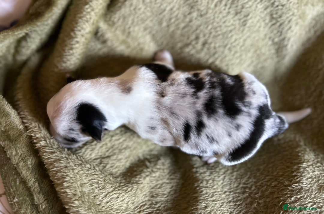 Welsh Corgi Cardigan dogs for sale: Show Quality KC Pedigree Corgi Cardigan Puppies  - Image 32