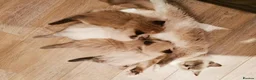 Ragdoll cats for sale: Tica Pedigree Ragdolld in Dalkeith - Advert 1
