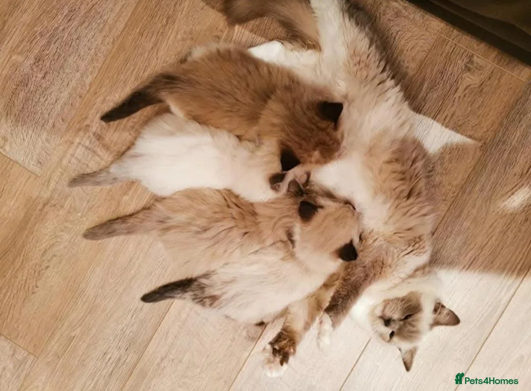 Ragdoll cats for sale: Tica Pedigree Ragdolld in Dalkeith - Advert 1