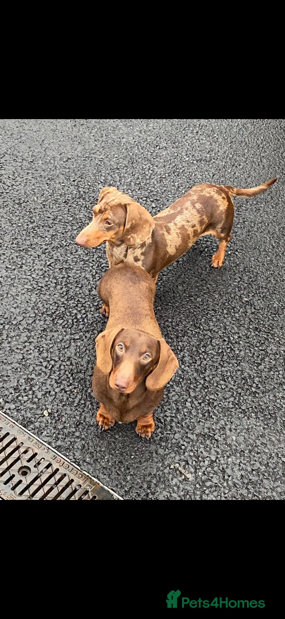 Miniature Dachshund dogs KC miniature smooth coat dachshund  - Advert 9