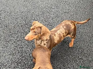 Miniature Dachshund dogs KC miniature smooth coat dachshund - Advert 1