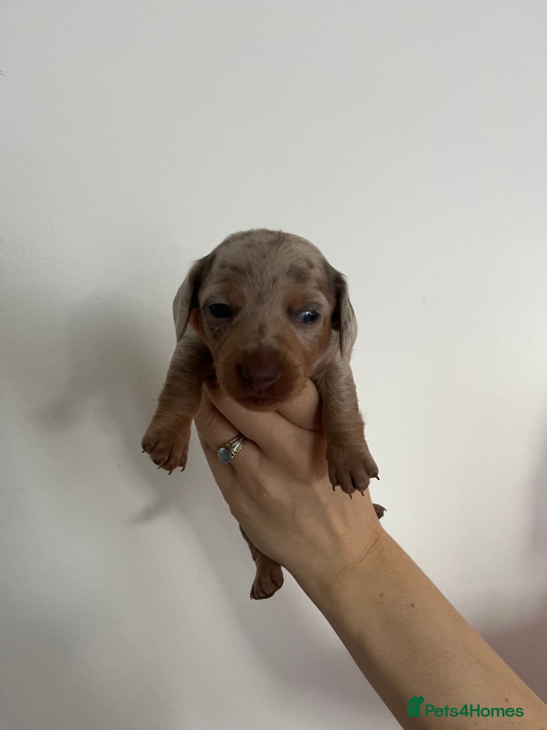 Miniature Dachshund dogs for sale: Miniature dachshund (short haired) - Advert 6
