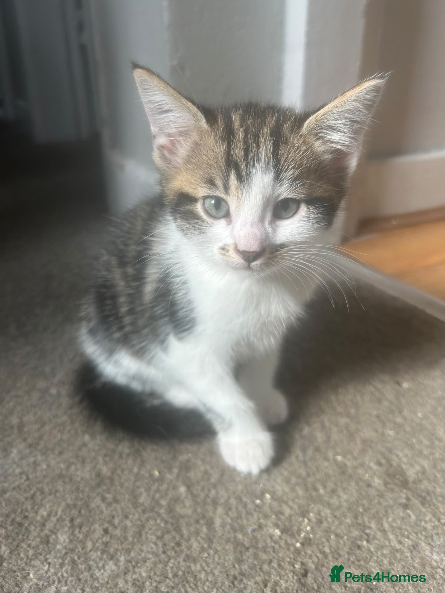 Mixed Breed cats Beautiful kittens for sale to 5* homes  - Advert 1