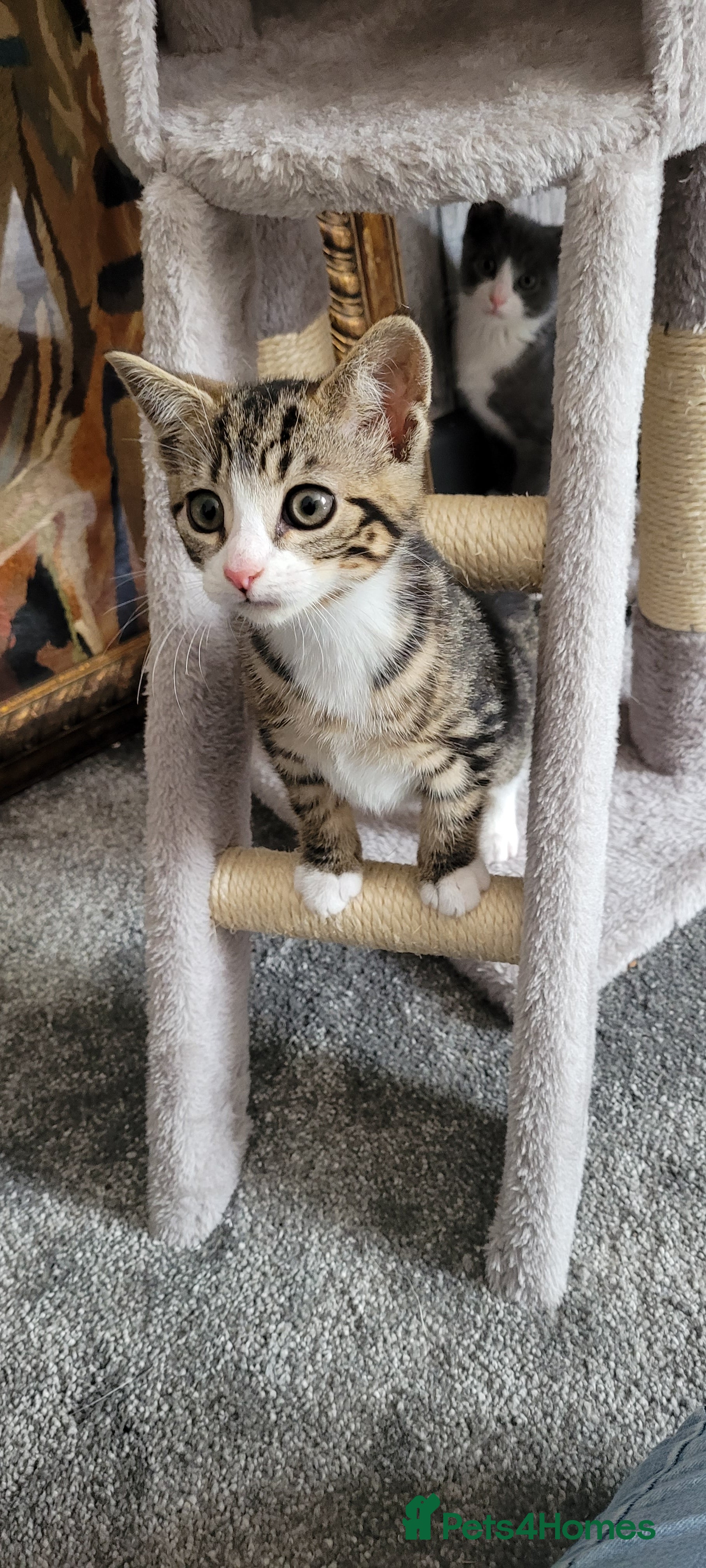 British Shorthair cats 6 Adorable kittens seeking forever home - Advert 4