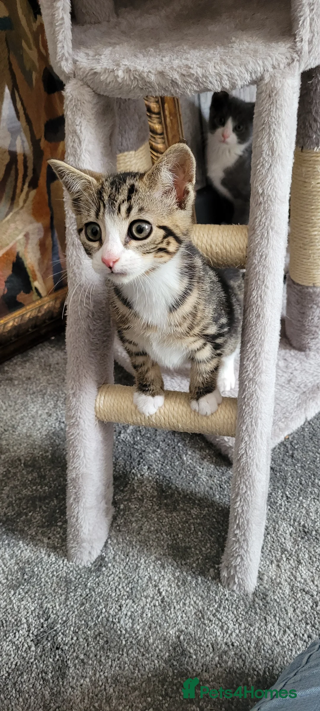 British Shorthair cats for sale: 6 Adorable kittens seeking forever home - Advert 1