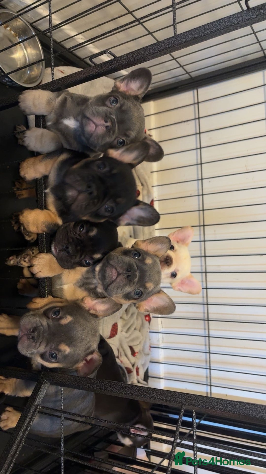 French Bulldog dogs for sale: REDUCED Ready to leave Kc reg Frenchie🐾 - Advert 29