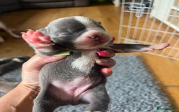 Boston Terrier dogs for sale: Boston terrier puppies - Image 24