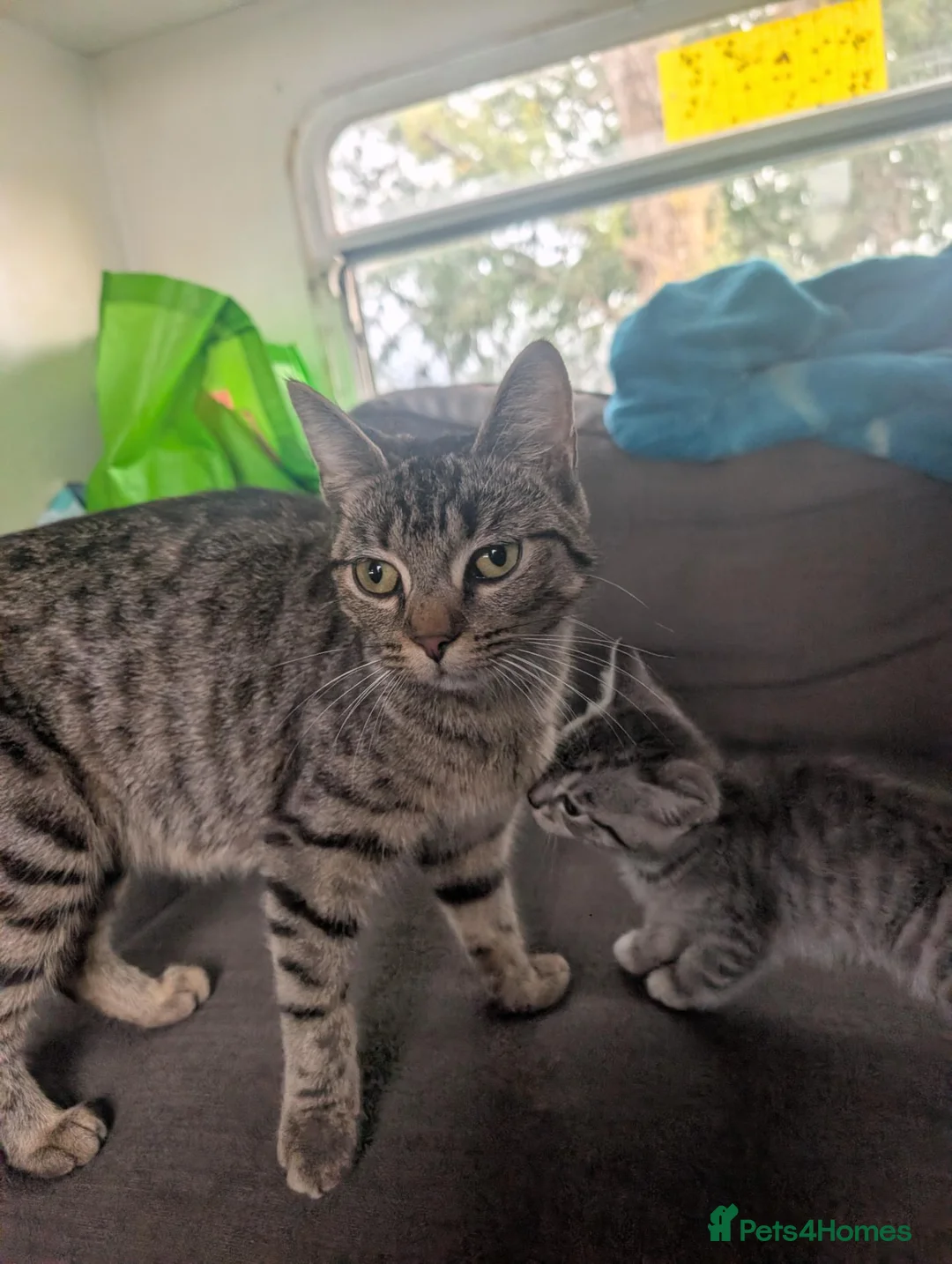 Mixed Breed cats for sale: Beautiful Mixed Tabby Kittens 1 boy 3 girls  - Advert 6
