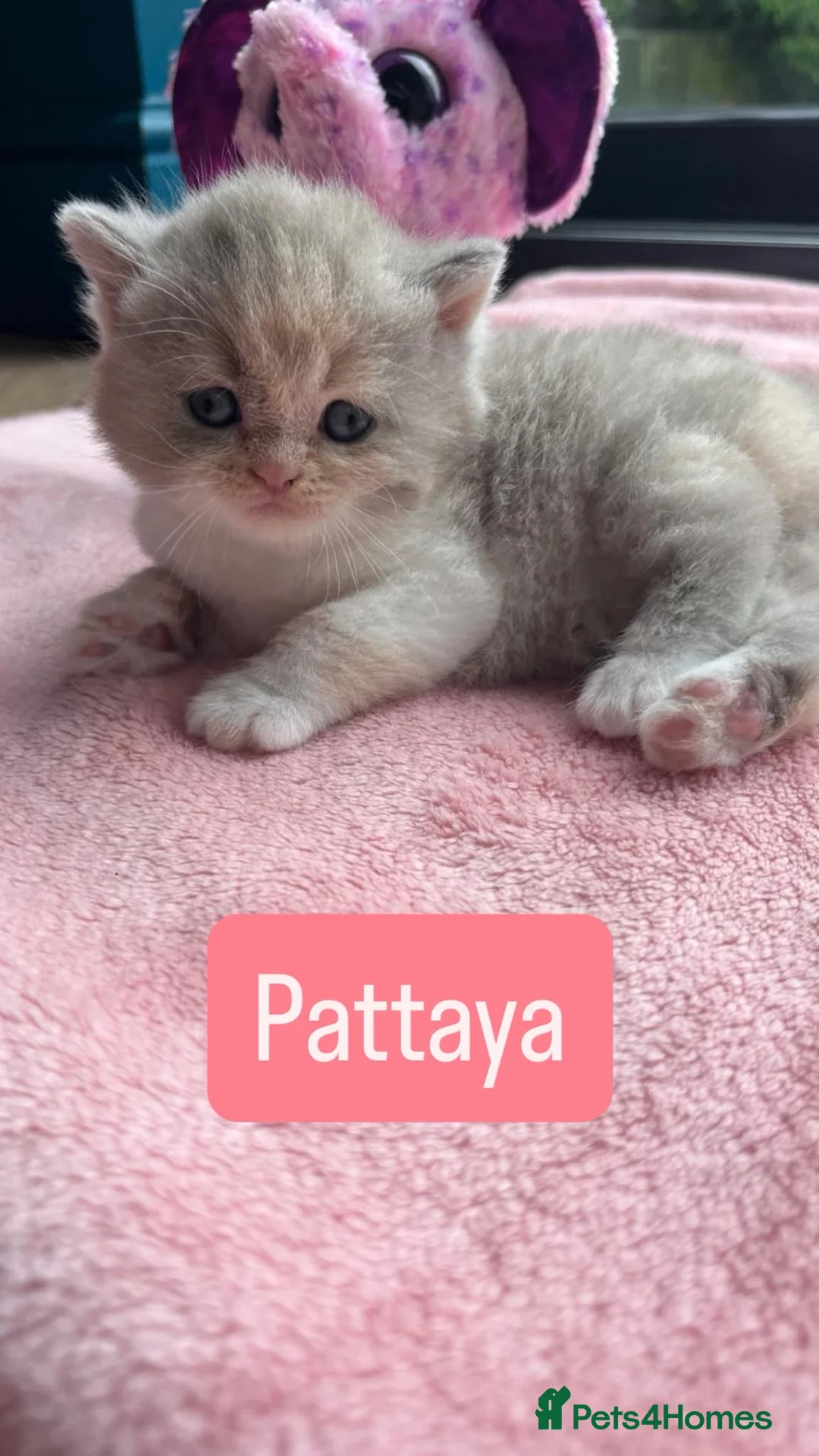 British Shorthair cats for sale: Incredible BSH Little OMG🐾💖 GCCF £1250 in Leeds - Advert 2
