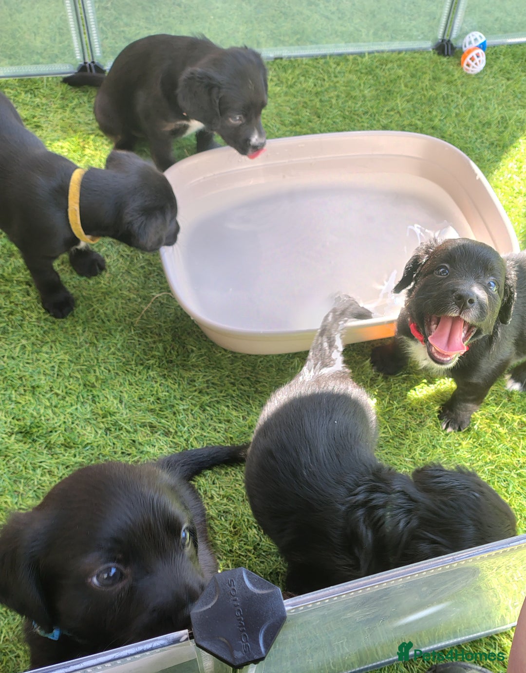 Mixed Breed dogs for sale: READY!! Sprocker jack pups + free bag in Hereford - Image 23