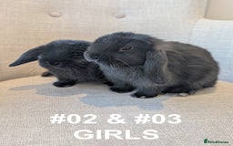 Mini Lop rabbits for sale: Exceptional Mini-Lops. Collect from: 13th October - Image 10