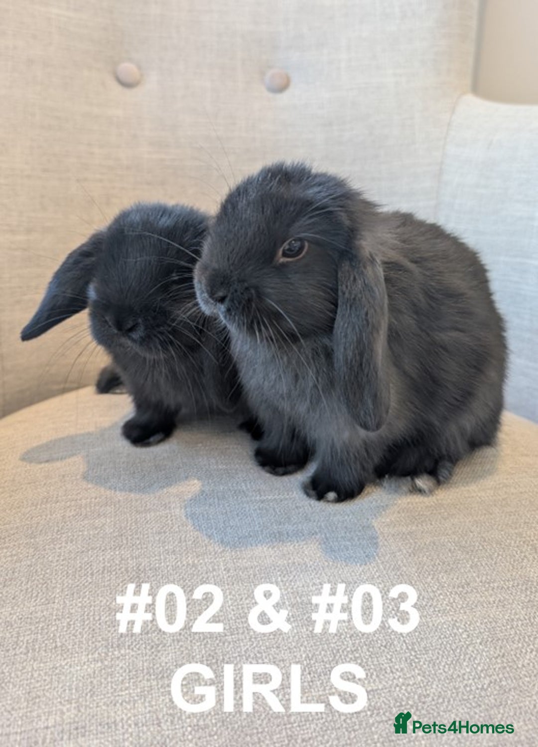 Mini Lop rabbits for sale: Exceptional Mini-Lops. Collect from: 13th October - Image 10