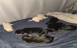Miniature Schnauzer dogs for sale: Miniature Schnauzer Puppies - Image 1