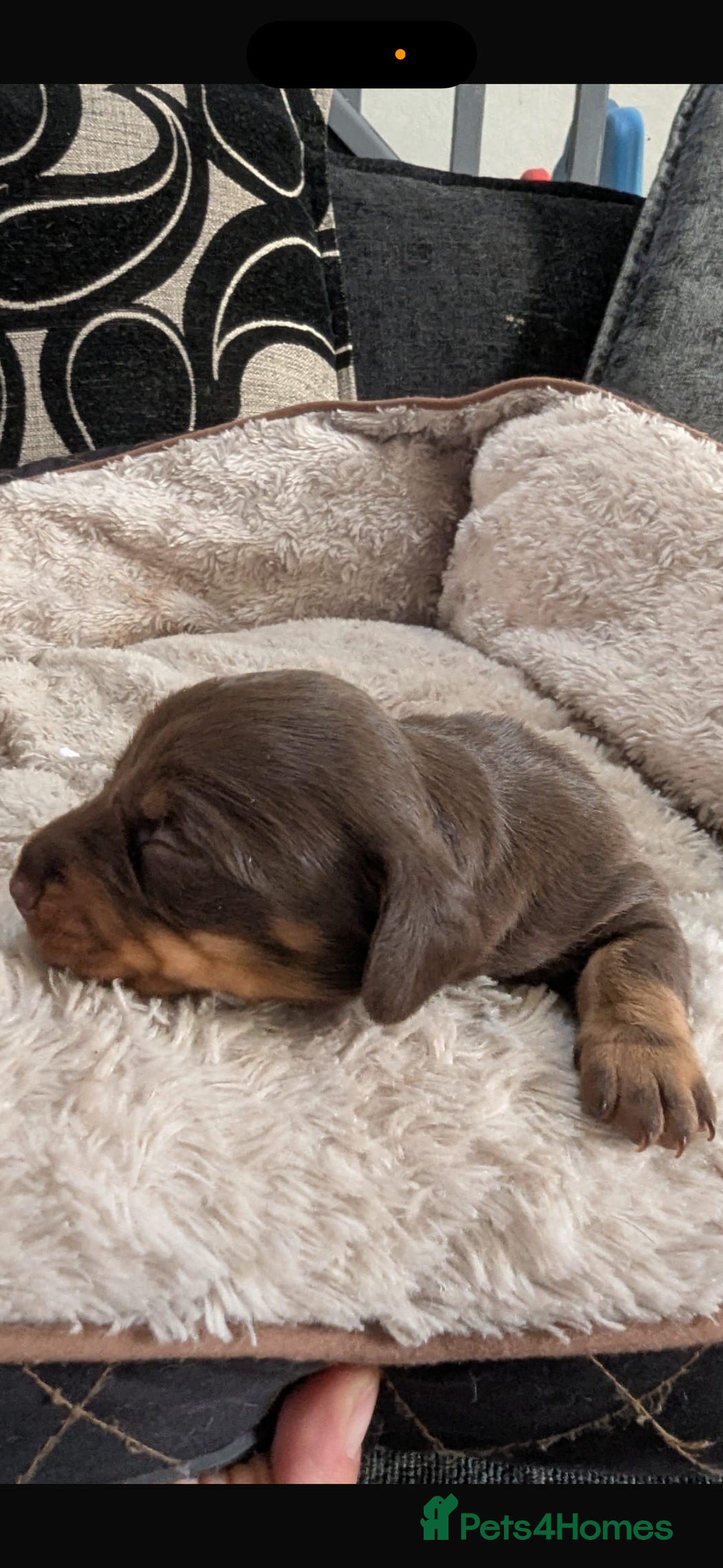 Miniature Dachshund dogs for sale: Kc miniature Dachshunds 2  girls  left  - Image 5
