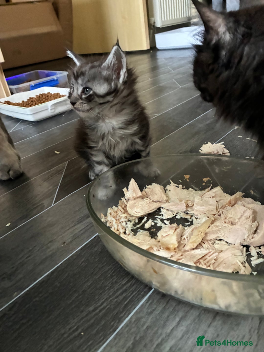 Maine Coon cats for sale: Maine Coon Kittens - Advert 36