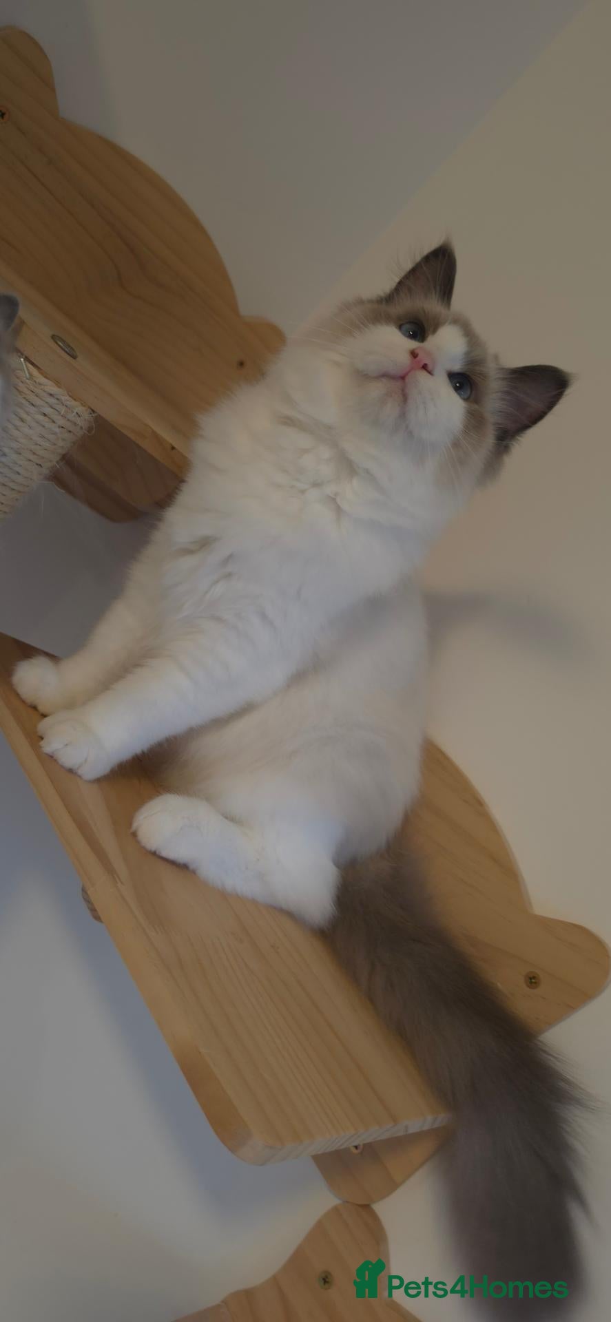 Ragdoll cats  GCCF Registered Ragdoll Boys 5Generation Pedigree - Advert 1