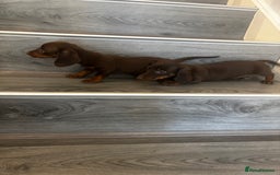 Miniature Dachshund dogs for sale: Chocolate miniature dachshund puppies  - Image 2