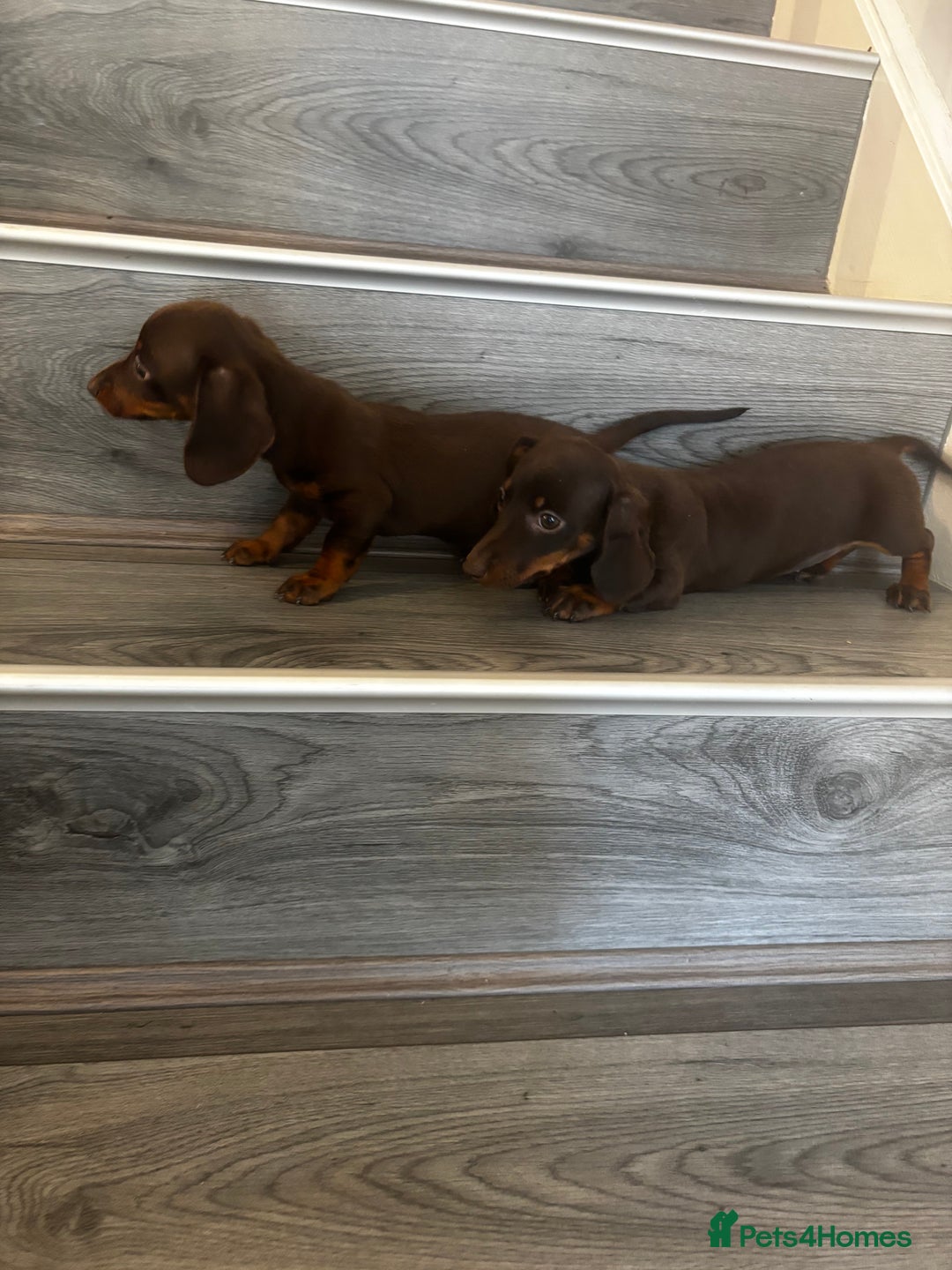 Miniature Dachshund dogs for sale: Chocolate miniature dachshund puppies  - Image 2