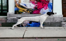 Pointer dogs for sale: 🪶 Pointer puppies 🪶 - Image 16