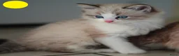 Mixed Breed cats for sale: 3 Siamese and Ragdoll mixed kittens - Advert 4