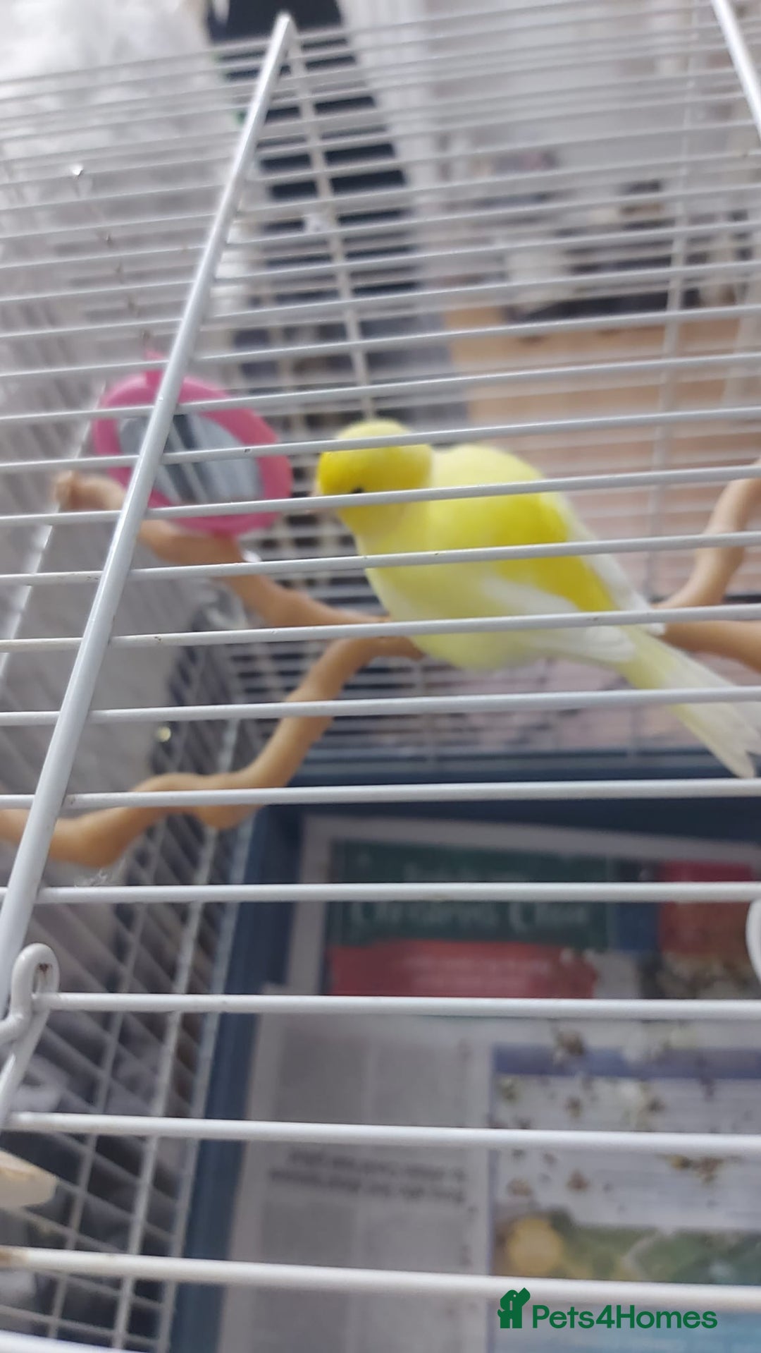 Canaries birds for sale: Male yellow canary with cage on stand  - Image 3