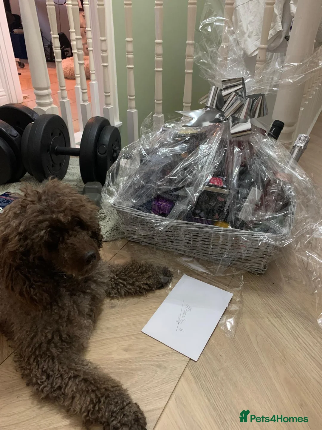 Miniature Poodle dogs for stud: KC registered Poodle proven stud - Advert 6