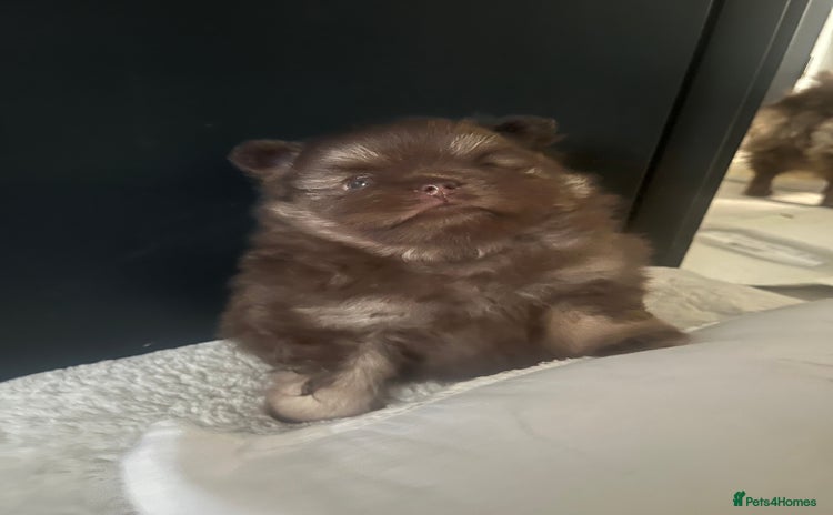 Pomeranian dogs - Advert 1