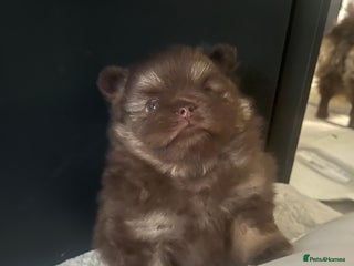 Pomeranian dogs - Advert 13