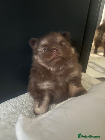 Pomeranian dogs - Advert 1