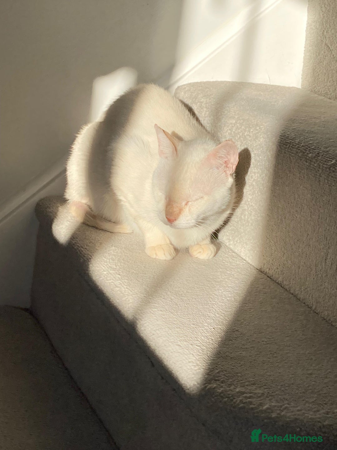 Domestic Shorthair cats for adoption: Male Indoor Cat for Adoption - Advert 8