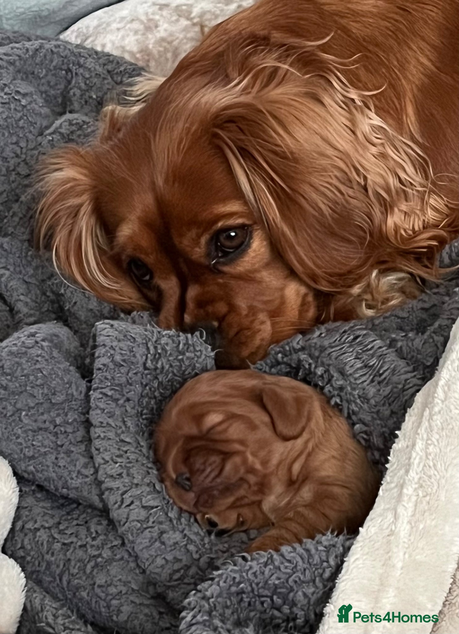 Cavalier King Charles Spaniel dogs Cavalier king charles puppy - Advert 1