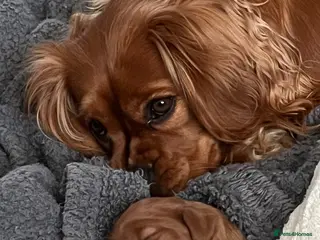 Cavalier King Charles Spaniel dogs Cavalier king charles puppy - Advert 1