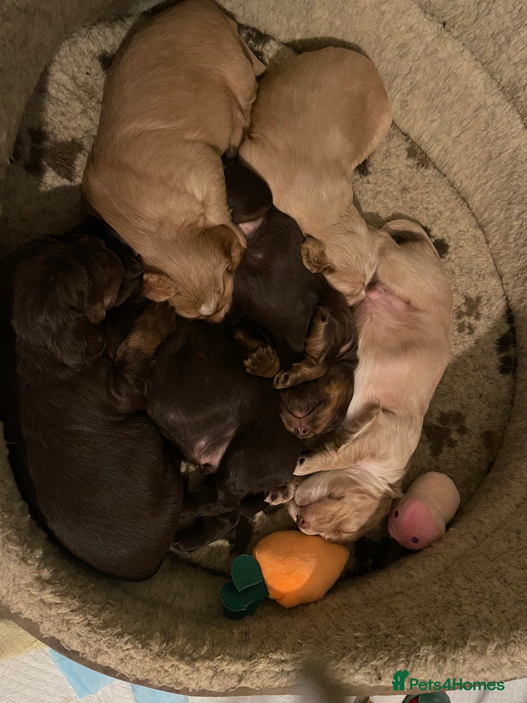 Cocker Spaniel dogs for sale: Working Cocker Spaniels - Advert 5