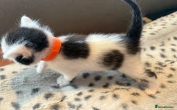 Mixed Breed cats for sale: Kittens for sale  - Image 10