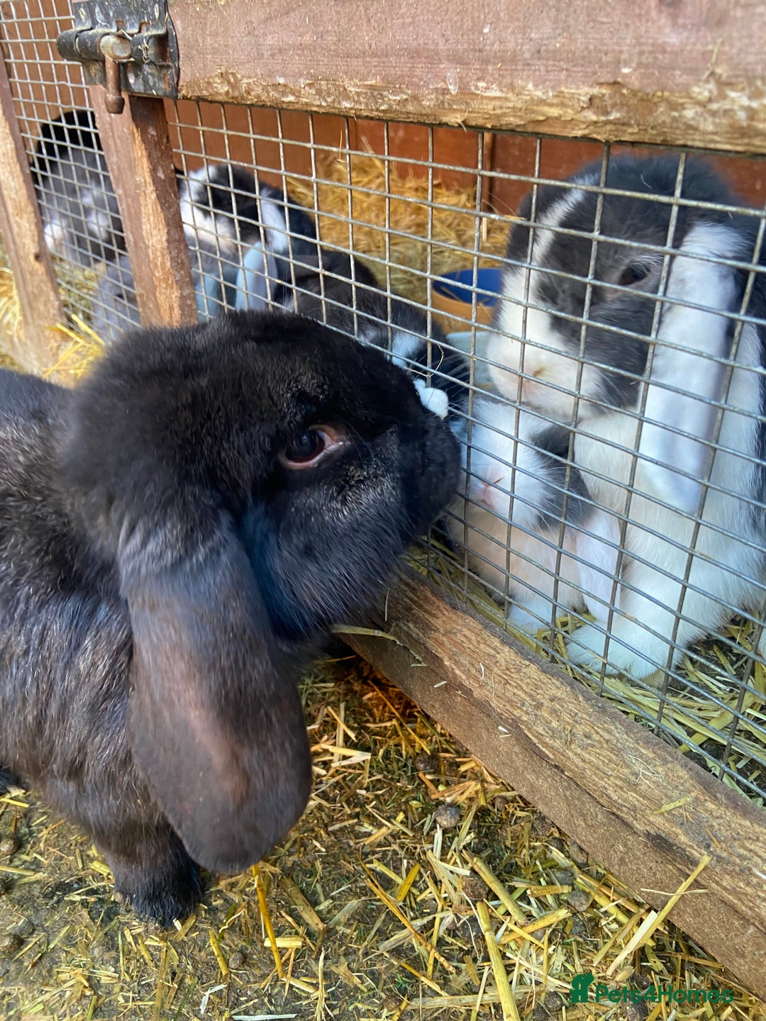 French Lop rabbits for sale: Male French Lop  - Advert 1