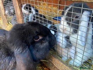 French Lop rabbits Male French Lop - Advert 12