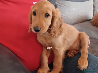 Cockapoo dogs One F2 miniature cockapoo puppy left! - Advert 3
