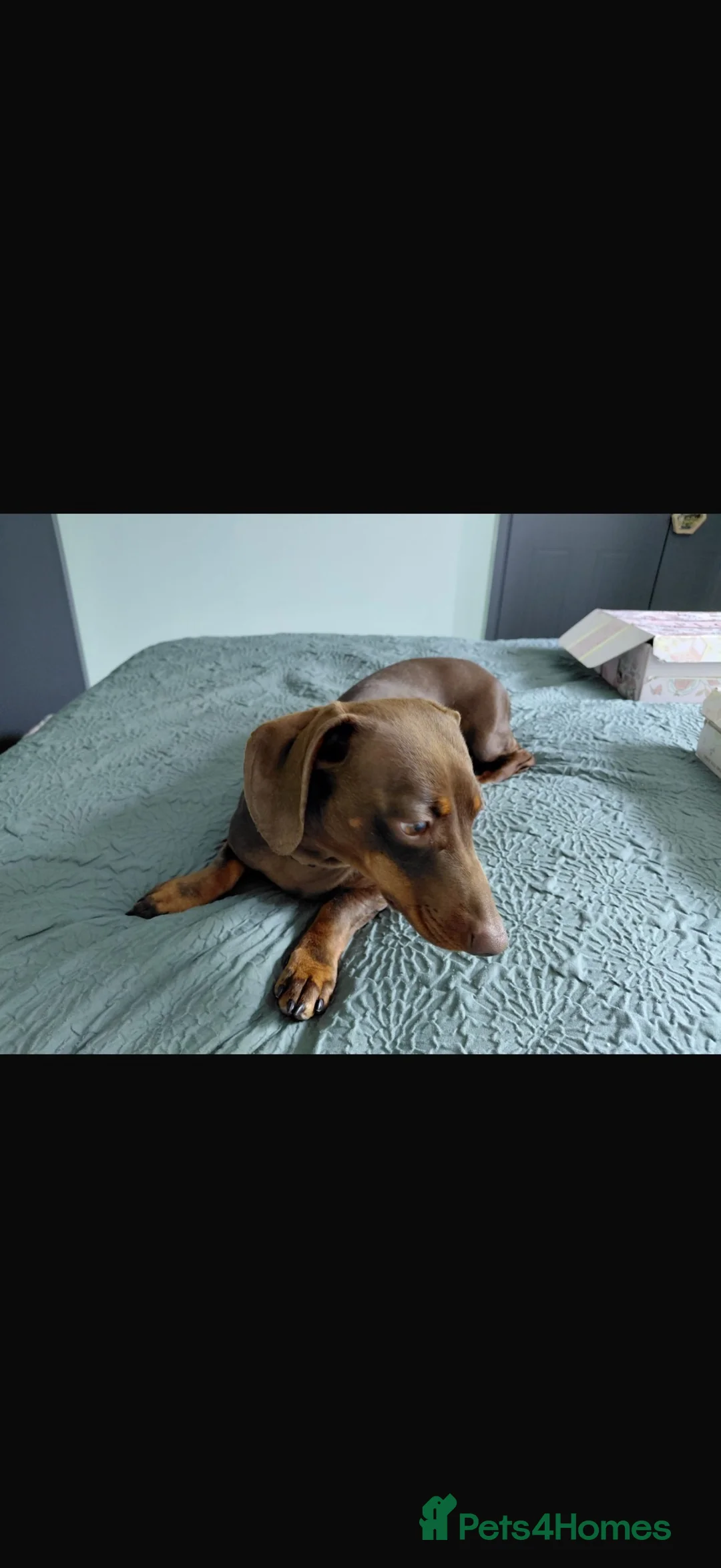 Miniature Dachshund dogs for sale: Adult female mini dachshund in Swansea - Advert 2