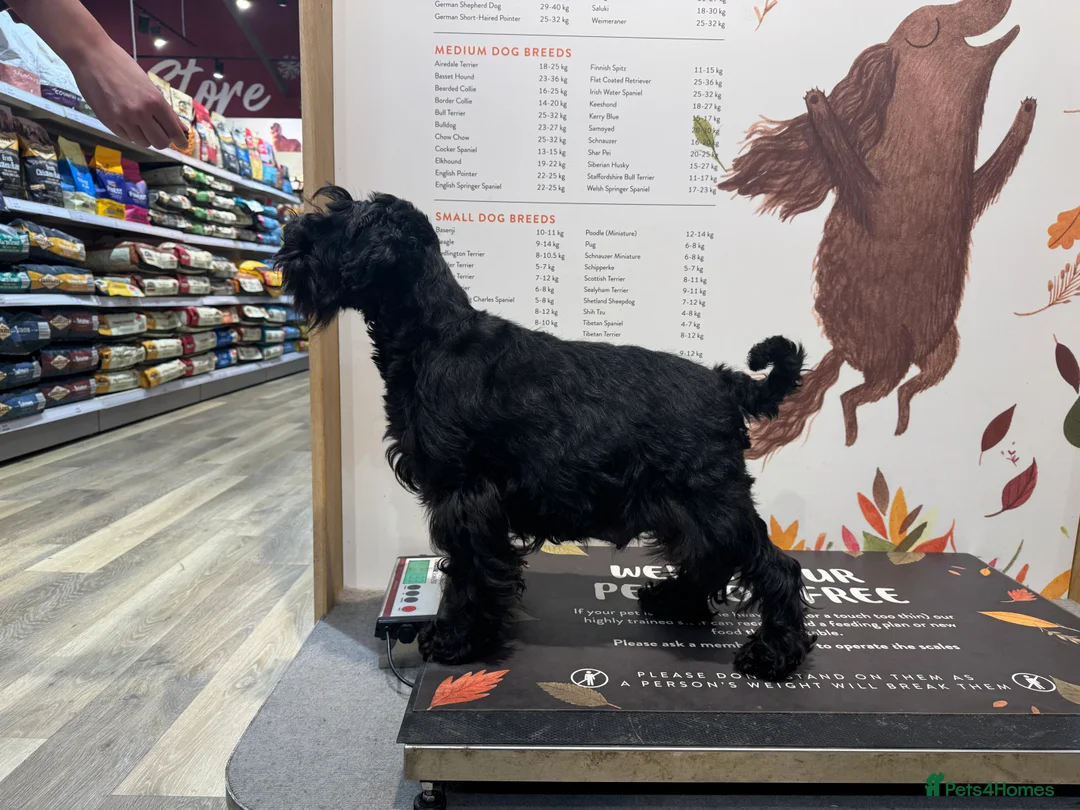 Miniature Schnauzer dogs for sale: Black Miniature Schnauzer boy - Advert 6