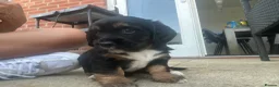 Mixed Breed dogs for sale: BEAUTIFUL TRI PUPS🫶🏽 - Advert 7