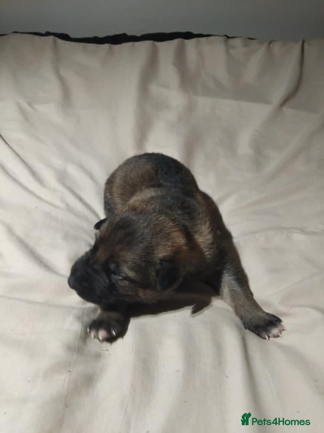 German Shepherd dogs for sale: German shepherd puppy’s kennel club registered  - Advert 23
