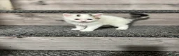 Mixed Breed cats for sale: 3 gorgeous kittens - Advert 6